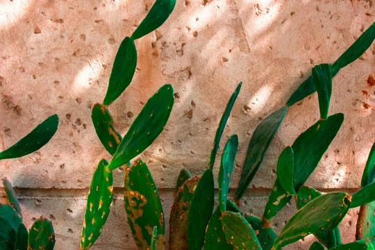 Tử vi thứ 4 ngày 1/4/2026 của 12 con giáp: Sửu nhiều lộc, Ngọ gặp quý nhân