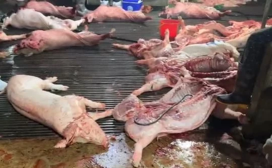 Thịt lợn bệnh 'lọt' vào trường học: 'Lỗ hổng' quản lý an toàn thực phẩm