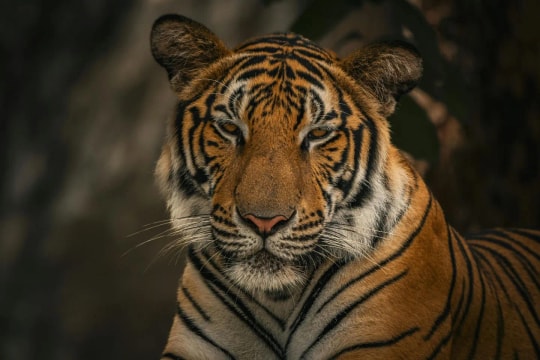 Top 4 con giáp “phá kén hóa Rồng” trong 90 ngày tới