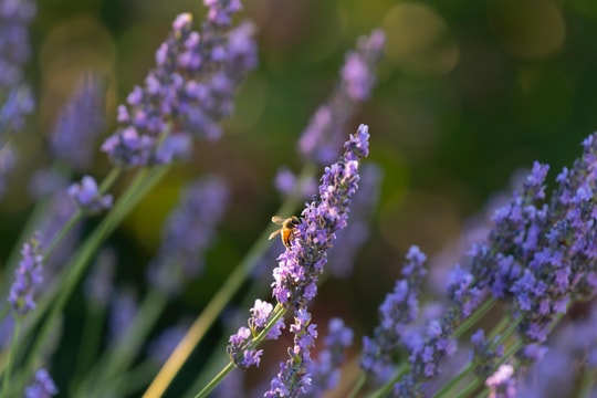 Tử vi Chủ nhật ngày 5/4/2026 của 12 con giáp: Tý lắm tiền, Hợi vui vẻ