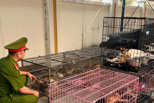 Công an Hà Nội triệt phá ổ nhóm trộm, tiêu thụ hơn 300 con mèo