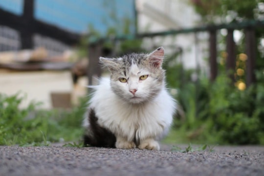 3 con giáp hưởng phước Trời ban, phú quý cả đời nhờ ăn ở hiền lành