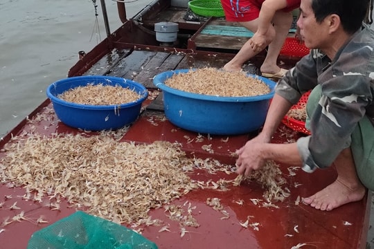 Đặc sản ở Hà Nội xuất hiện 30 phút rồi chết, muốn bắt phải canh cả đêm