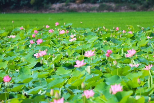 Đồng Tháp đặt mục tiêu đón 8 triệu lượt khách năm 2026