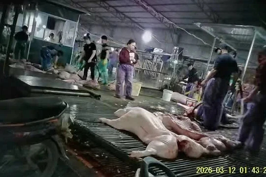 Vụ 300 tấn thịt lợn bệnh vào bếp ăn tập thể: 'Bịt' kẽ hở thực phẩm bẩn từ gốc