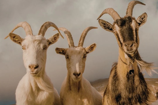 Top 3 con giáp đếm tiền mỏi tay 2 tuần cuối tháng 4/2026