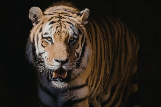 Mùa hè 2026: 3 con giáp trúng tiếng sét ái tình, vận đào hoa nở rộ