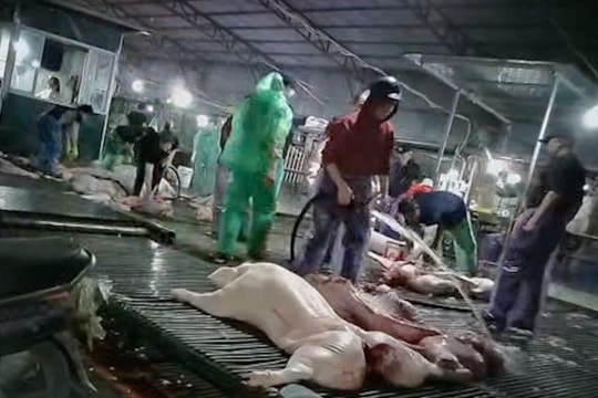 Hà Nội dự kiến lắp 100 camera AI tại lò mổ, chợ để kiểm tra an toàn thực phẩm