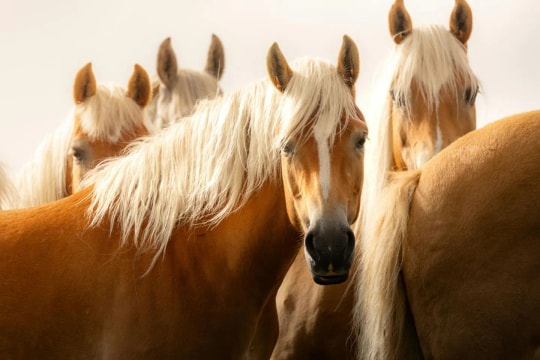 Mùa hè 2026: 5 con giáp đổi vận nhờ quý nhân, tiền tài rộng mở