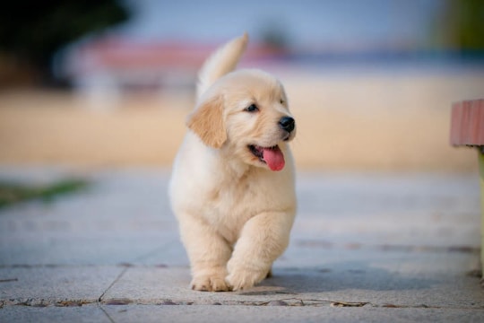 4 con giáp có lộc đất đai từ nay đến cuối năm 2026