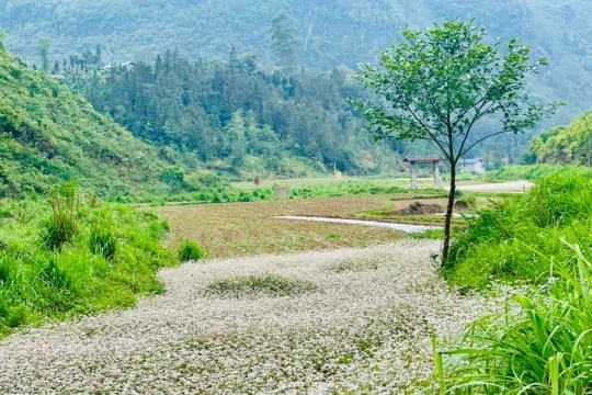 Lạ lẫm những triền hoa tam giác mạch trái mùa nơi cực Bắc