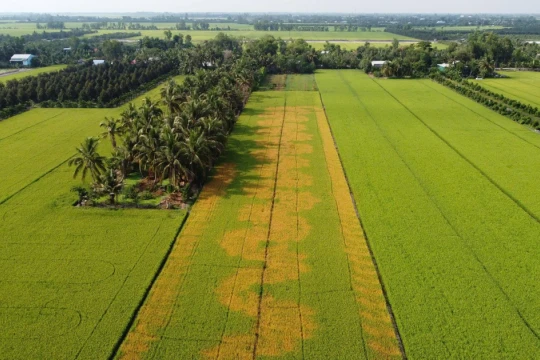Hơn 2,1ha lúa cháy lá bất thường tại Đồng Tháp, nghi hủy hoại tài sản