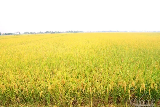 Mưa trong vụ mùa