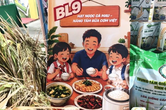 Gạo BL9 ở Cà Mau đạt danh hiệu gạo ngon nhất Đồng bằng sông Cửu Long
