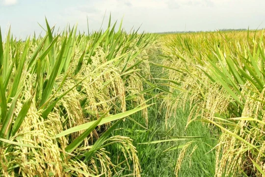 Trồng lúa chuyên canh chất lượng cao và phát thải thấp ở Cà Mau