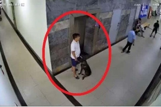 Bị nhắc đeo rọ mõm, chủ chó đánh gục thành viên ban quản trị chung cư
