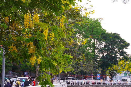 Hà Nội rực rỡ trong mùa hoa tháng Năm