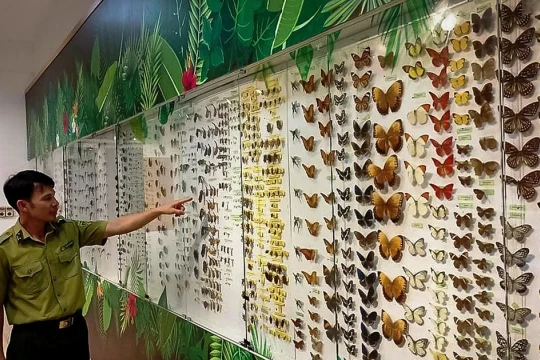 'Lớp học xanh' đặc biệt trong rừng già Cúc Phương