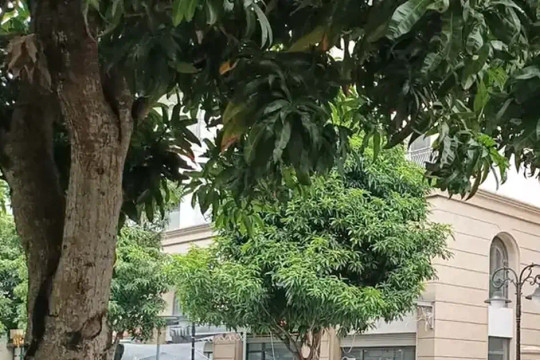 Nóng: Khám xét nơi ở của Huấn Hoa Hồng