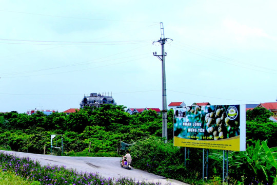 Trải nghiệm mùa nhãn lồng Hưng Yên