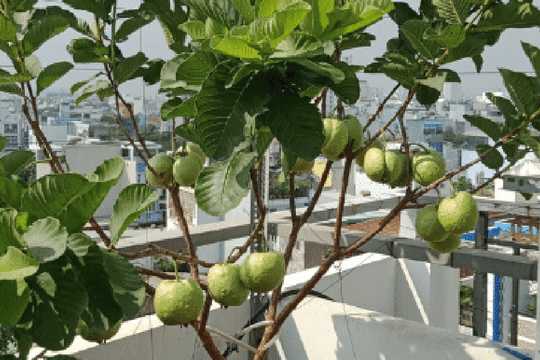 5 lý do vì sao nên trồng một cây ổi trong nhà