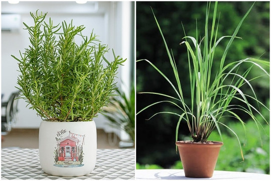 5 loại cây trồng trong nhà giúp đuổi muỗi hiệu quả