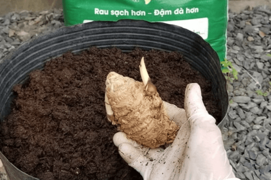 5 lý do nên trồng 1 chậu nghệ trong nhà