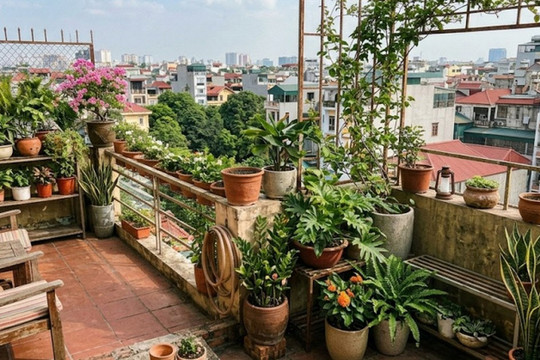 Lời khuyên khi đặt nhiều chậu cây trên ban công, sân thượng