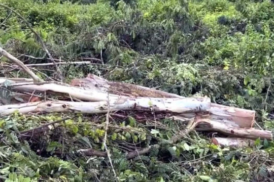 Người đàn ông 38 tuổi bị cây đè tử vong khi nhờ người đến cưa cây để dọn vườn, danh tính nạn nhân