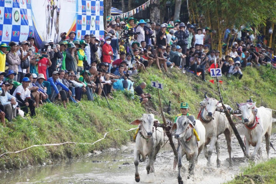 Tưng bừng khai mạc Hội đua bò truyền thống Chùa Rô năm 2026
