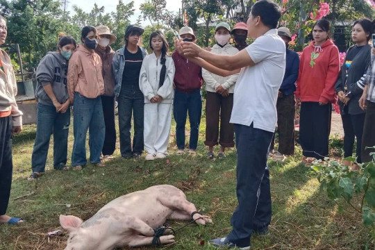 Sau học nghề, người dân M’Drắk mạnh dạn mở rộng đàn heo