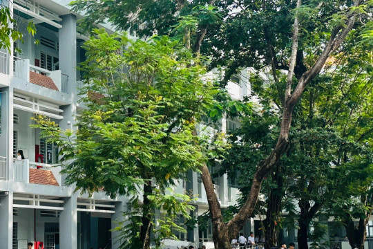 TPHCM tăng cường bảo đảm an toàn hệ thống cây xanh trường học trước mùa mưa bão