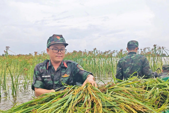Bộ đội lội ruộng giúp dân thu hoạch lúa giữa mùa mưa ngập