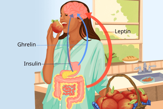 Hormone leptin: Hướng đi mới cho thuốc giảm cân