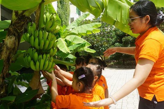 Trường thuê kỹ sư trồng rau để nấu ăn bán trú
