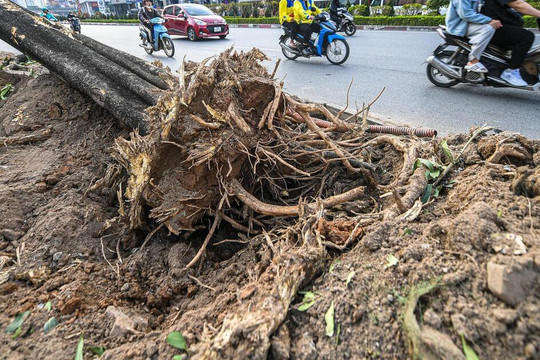 Hà Nội yêu cầu hạn chế chặt hạ cây xanh khi mở đường, xén dải phân cách