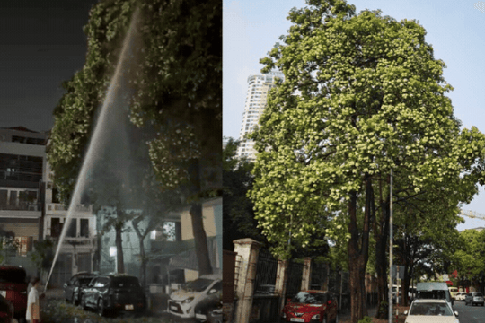 Tận nơi 12 cây hoa sữa nở rộ quanh một chung cư Hà Nội: Vì sao người dân phải đóng kín cửa, xịt nước lên cây?