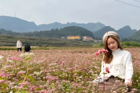 Tuyên Quang sẵn sàng cho Lễ hội Hoa Tam giác mạch lần thứ XII