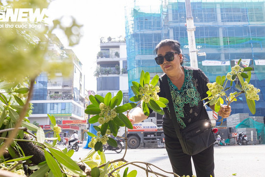 Hà Nội bắt đầu cắt tỉa hoa sữa, nhiều người tiếc nuối nhặt hoa mang về
