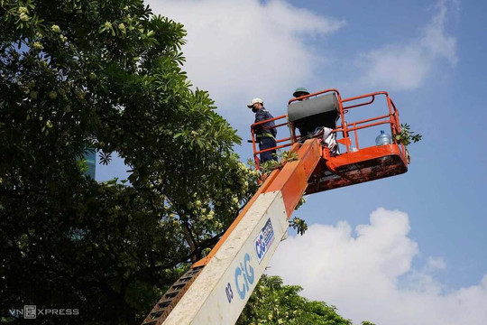 Hà Nội bắt đầu cắt tỉa hoa sữa