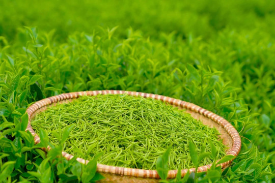 Giải thưởng trăm triệu dành cho World Master Tea Vietnam