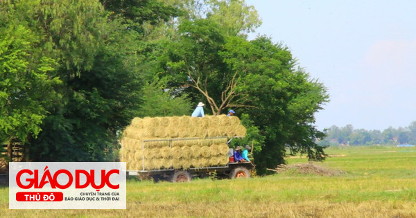 Bài viết 'Rạ rơm trổ nhớ' của Trần Đức Tín