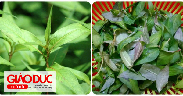 Rau răm cực tốt nhưng những người này nên hạn chế ăn