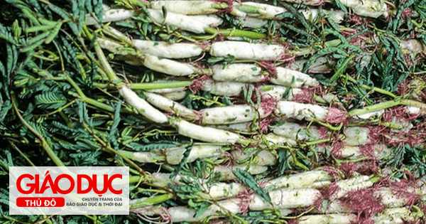 Bài thuốc an thần giải nhiệt từ rau rút