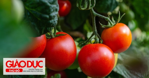 Tử vi thứ 3 ngày 28/5/2024 của 12 con giáp: Tuất sa sút, Tị đỡ vất vả